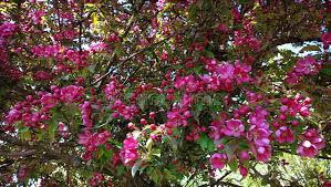 Attēlu rezultāti vaicājumam “Malus purpurea”