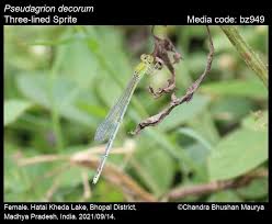 Attēlu rezultāti vaicājumam “Didymium aggregatum macro”