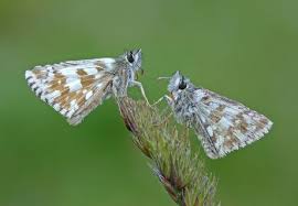 Attēlu rezultāti vaicājumam “Pyrgus serratulae”