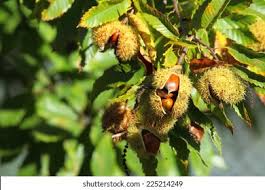 Attēlu rezultāti vaicājumam “Castanea sativa  fruit”