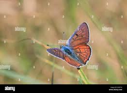 Attēlu rezultāti vaicājumam “Lycaena alciphron”