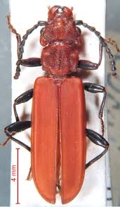 Attēlu rezultāti vaicājumam “Cucujus cinnaberinus larva”