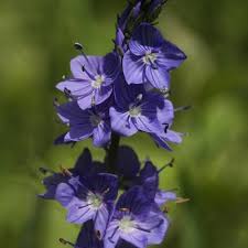 Attēlu rezultāti vaicājumam “Veronica austriaca subsp. teucrium”
