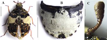 Attēlu rezultāti vaicājumam “Anthrenus sp.”