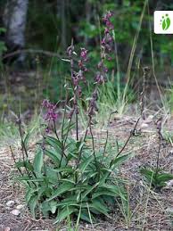Attēlu rezultāti vaicājumam “Epipactis atrorubens fruit”