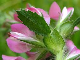 Attēlu rezultāti vaicājumam “Ononis arvensis”