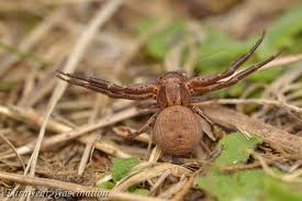 Attēlu rezultāti vaicājumam “Xysticus cristatus”