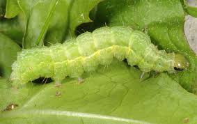 Attēlu rezultāti vaicājumam “Autographa gamma”