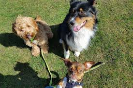 Image result for Addlestone Wanderers