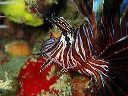 Image result for Pterois volitans
