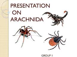 Attēlu rezultāti vaicājumam “Arachnida”