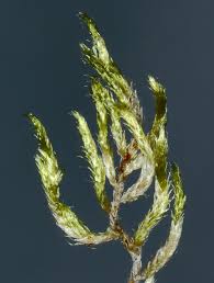 Attēlu rezultāti vaicājumam “Brachythecium campestre”