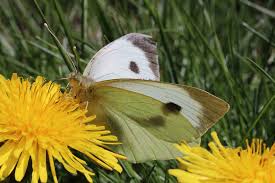 Attēlu rezultāti vaicājumam “Pieris brassicae female”