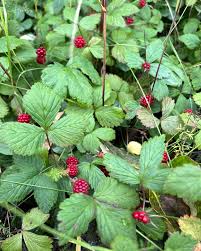 Attēlu rezultāti vaicājumam “Rubus arcticus flower”