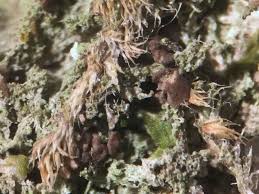 Attēlu rezultāti vaicājumam “Biatora sphaeroides”