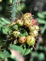 Attēlu rezultāti vaicājumam “Diplolepis bicolor”