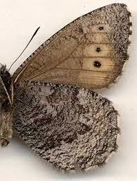 Attēlu rezultāti vaicājumam “Oeneis jutta”