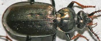 Attēlu rezultāti vaicājumam “Loricera pilicornis”