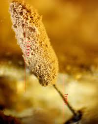 Attēlu rezultāti vaicājumam “Stemonitopsis hyperopta var. landewaldii macro”