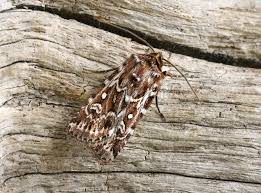 Attēlu rezultāti vaicājumam “Lycophotia porphyrea”