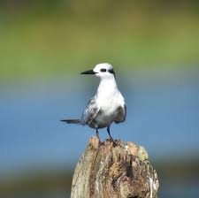 Attēlu rezultāti vaicājumam “Chlidonias hybrida”