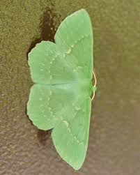 Attēlu rezultāti vaicājumam “Geometra papilionaria”