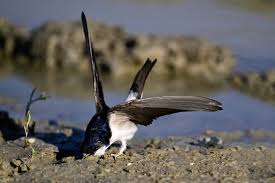 Attēlu rezultāti vaicājumam “Delichon urbicum”