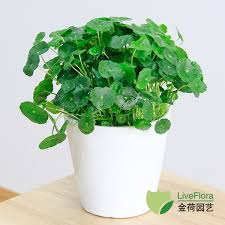 「香菇草」的圖片搜尋結果