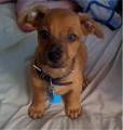 Chiweenie Photos Pictures