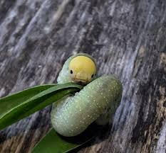 Attēlu rezultāti vaicājumam “Trichiosoma larva”