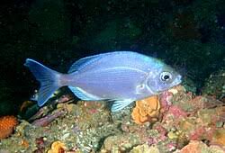 Image result for Pachymetopon grande