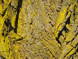 Attēlu rezultāti vaicājumam “Chrysothrix candelaris”