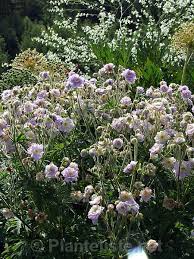 Image result for Geranium `Summer Skies`