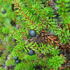 Attēlu rezultāti vaicājumam “Empetrum nigrum flower”
