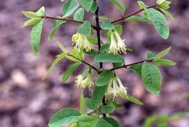 Attēlu rezultāti vaicājumam “Lonicera caerulea var. pallasii flower”
