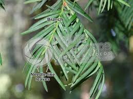 Attēlu rezultāti vaicājumam “Taxus baccata leaf”