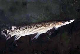 Image result for Atractosteus spatula