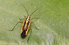 Attēlu rezultāti vaicājumam “Stenotus binotatus”