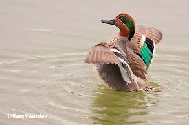 Attēlu rezultāti vaicājumam “Anas crecca”