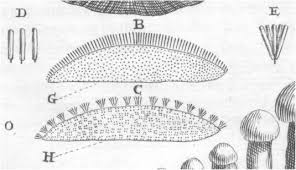Attēlu rezultāti vaicājumam “Licea pusilla sessile”