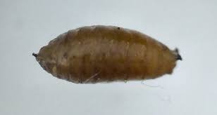 Attēlu rezultāti vaicājumam “Phytomyza ranunculi”