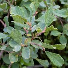 Attēlu rezultāti vaicājumam “Salix aurita flower”