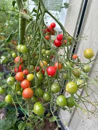 Afbeeldingsresultaat voor rose quartz tomato