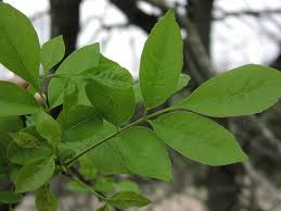 Attēlu rezultāti vaicājumam “Fraxinus pennsylvanica leaf”