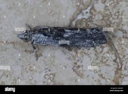 Attēlu rezultāti vaicājumam “Sciota fumella”