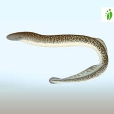 Image result for Petromyzon marinus