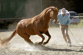 Fotostrecke: Horsemanship mit Ernst-Peter Frey bei cavallo.