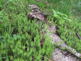 Attēlu rezultāti vaicājumam “Lycopodium annotinum”