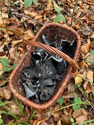 Attēlu rezultāti vaicājumam “Craterium aureum stalked”