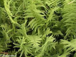 Attēlu rezultāti vaicājumam “Thelypteris palustris”